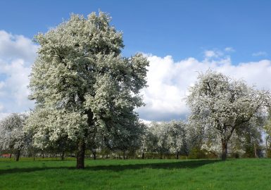 Les poiriers en fleurs