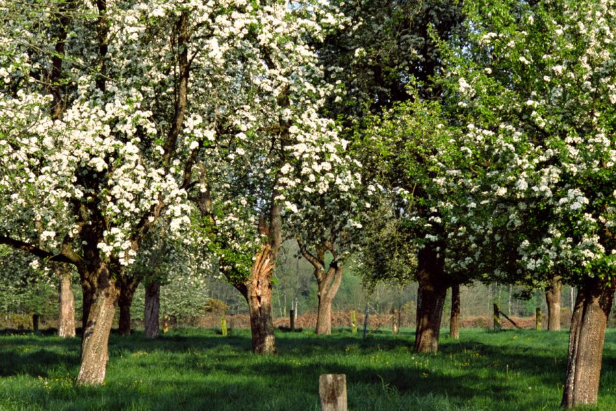 Les poiriers en fleurs Les Plus Beaux Détours de France — free download