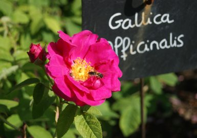 La Rose