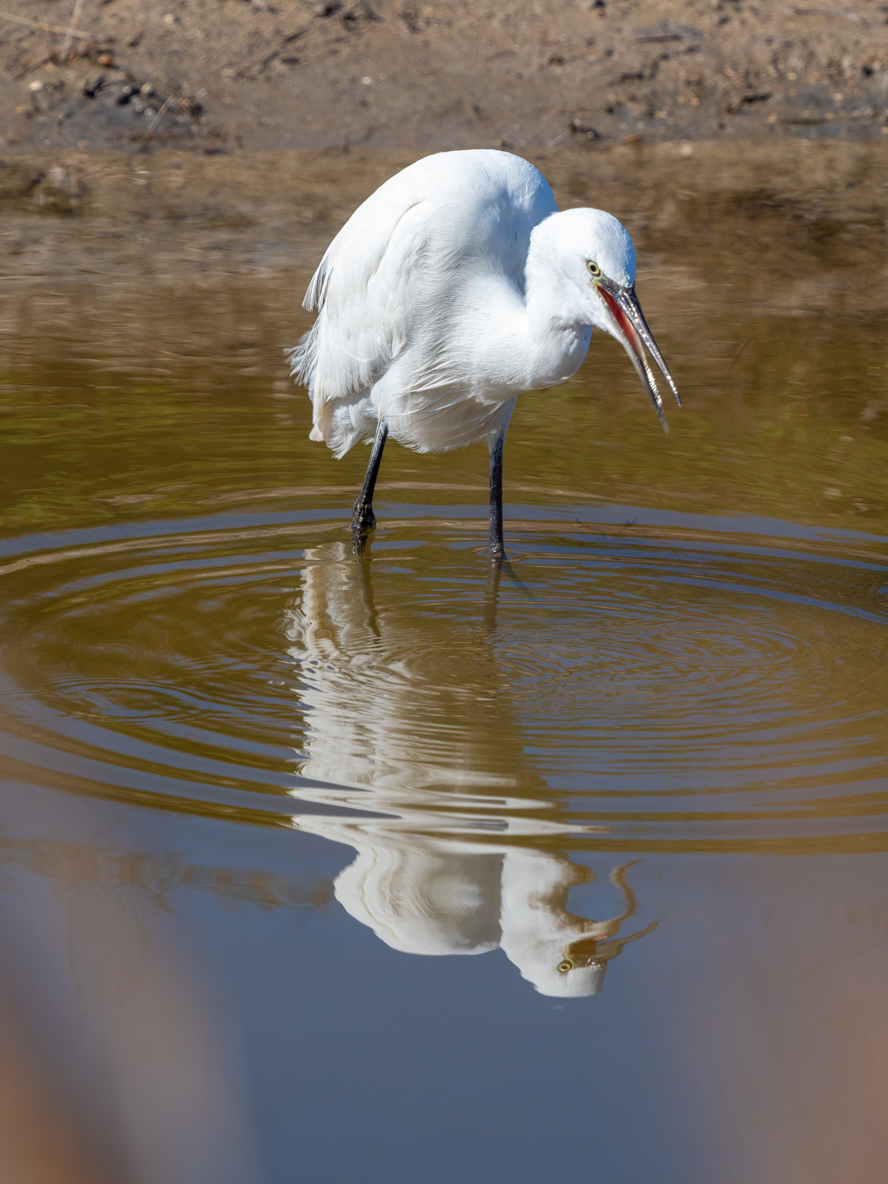 aigrette au Parc ornithologique du Pont de Gau