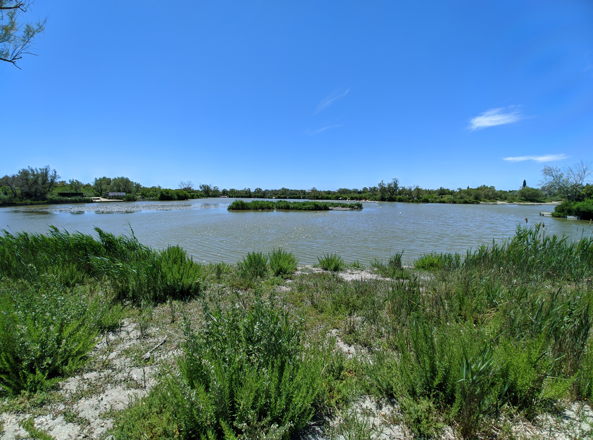 Parc ornithologique du Pont de Gau en Camargue