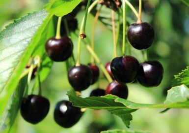Fougerolles-Saint-Valbert, capitale de la cerise