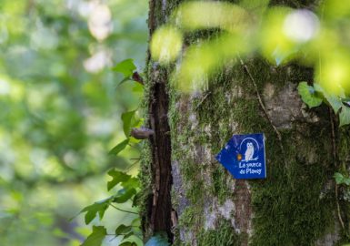 Curiosité naturelle et histoire poignante à Anjeux